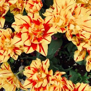 Meet your Posher, Chloe